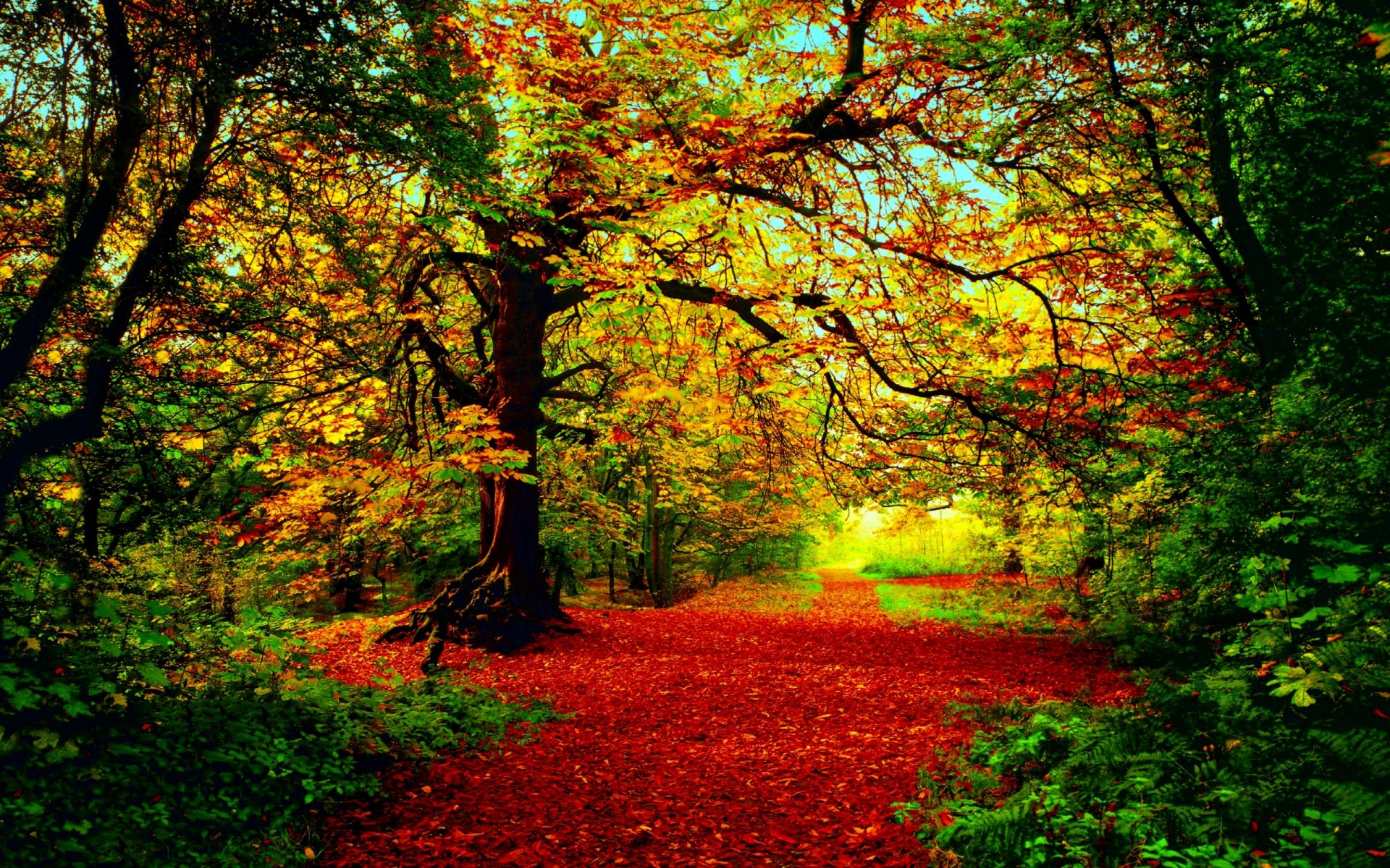 automne forêt arbres feuillage rouge-jaune-vert soleil lumière