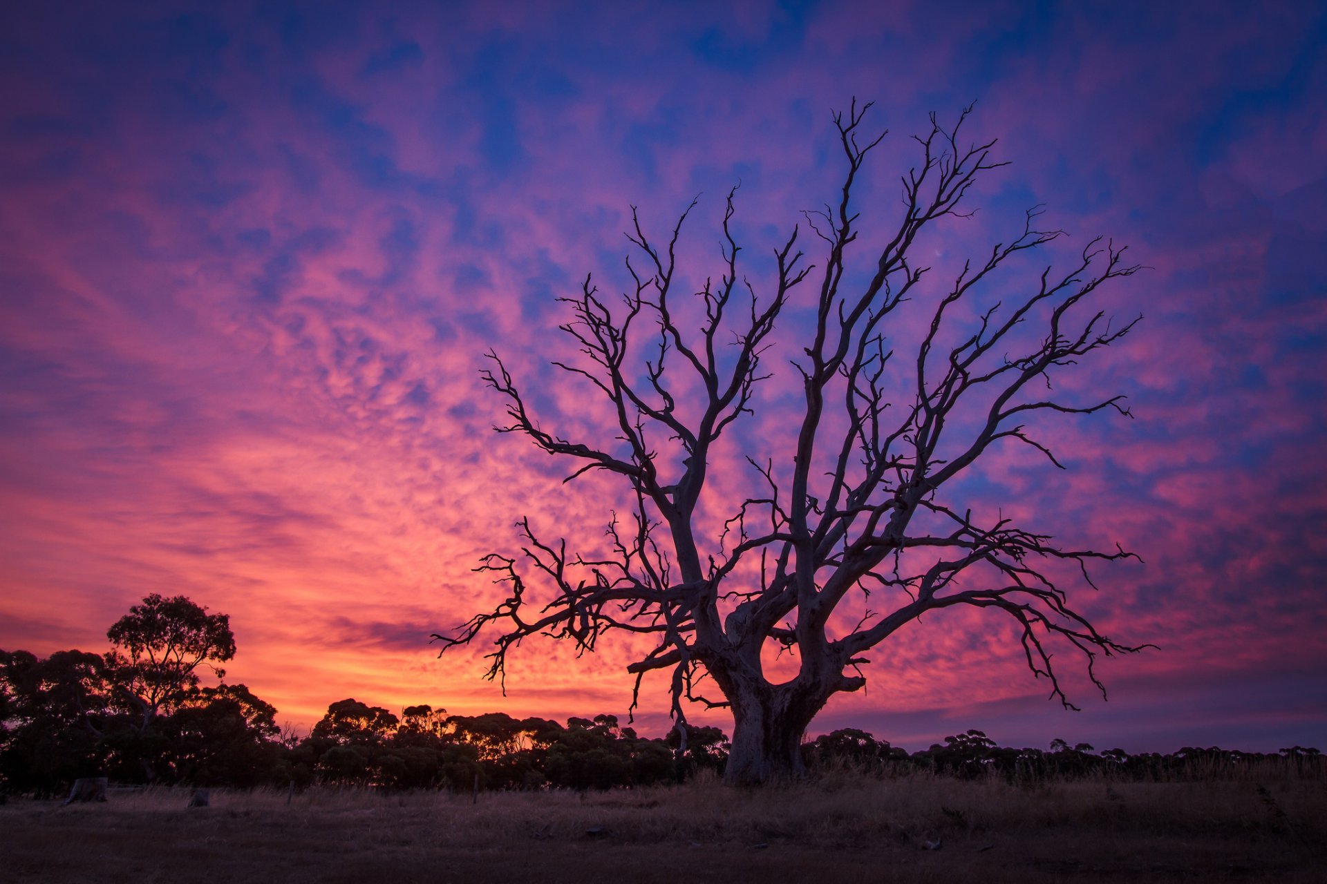 tree the old sunset twilight dawn