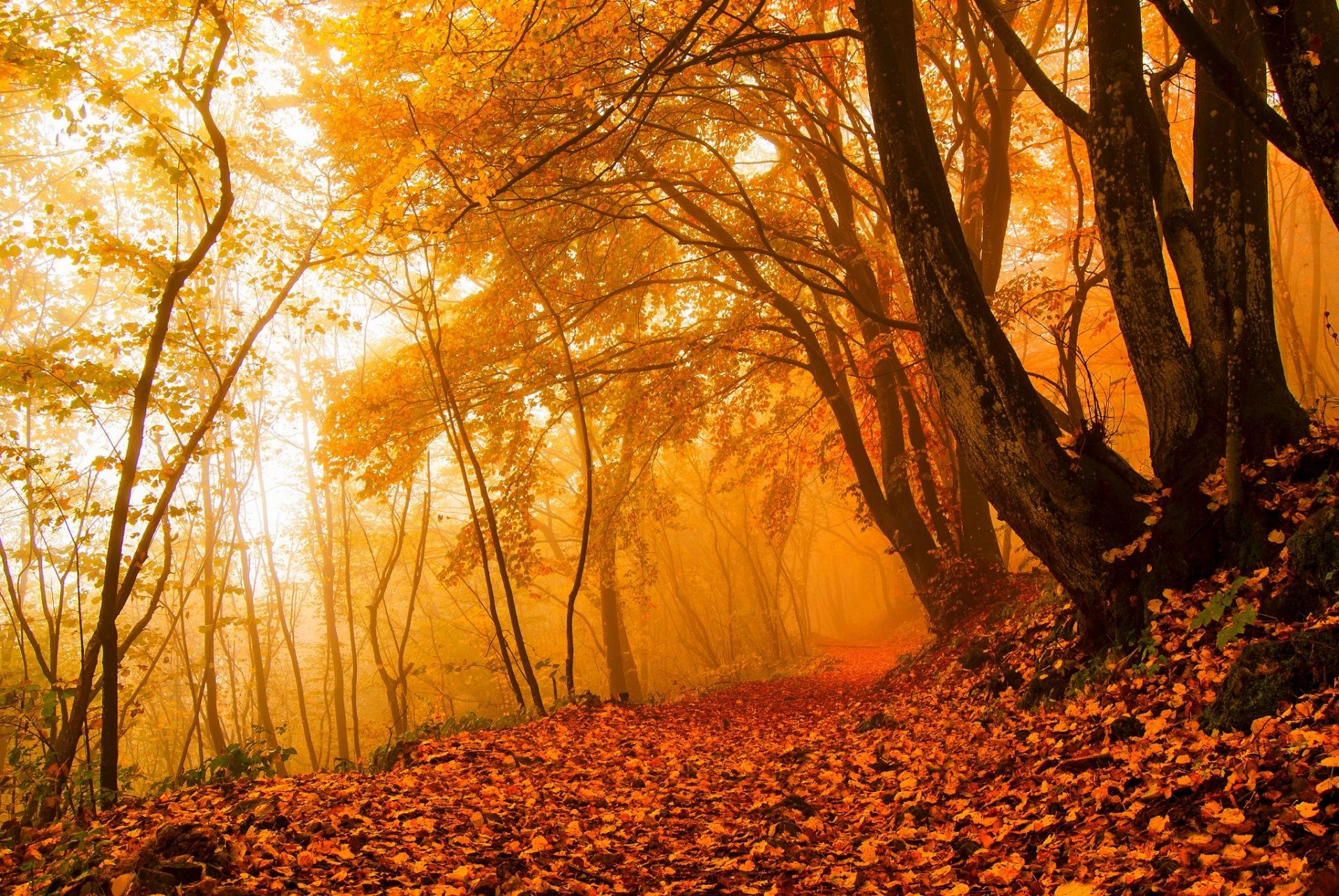 nature forêt parc arbres feuilles coloré route automne automne couleurs promenade