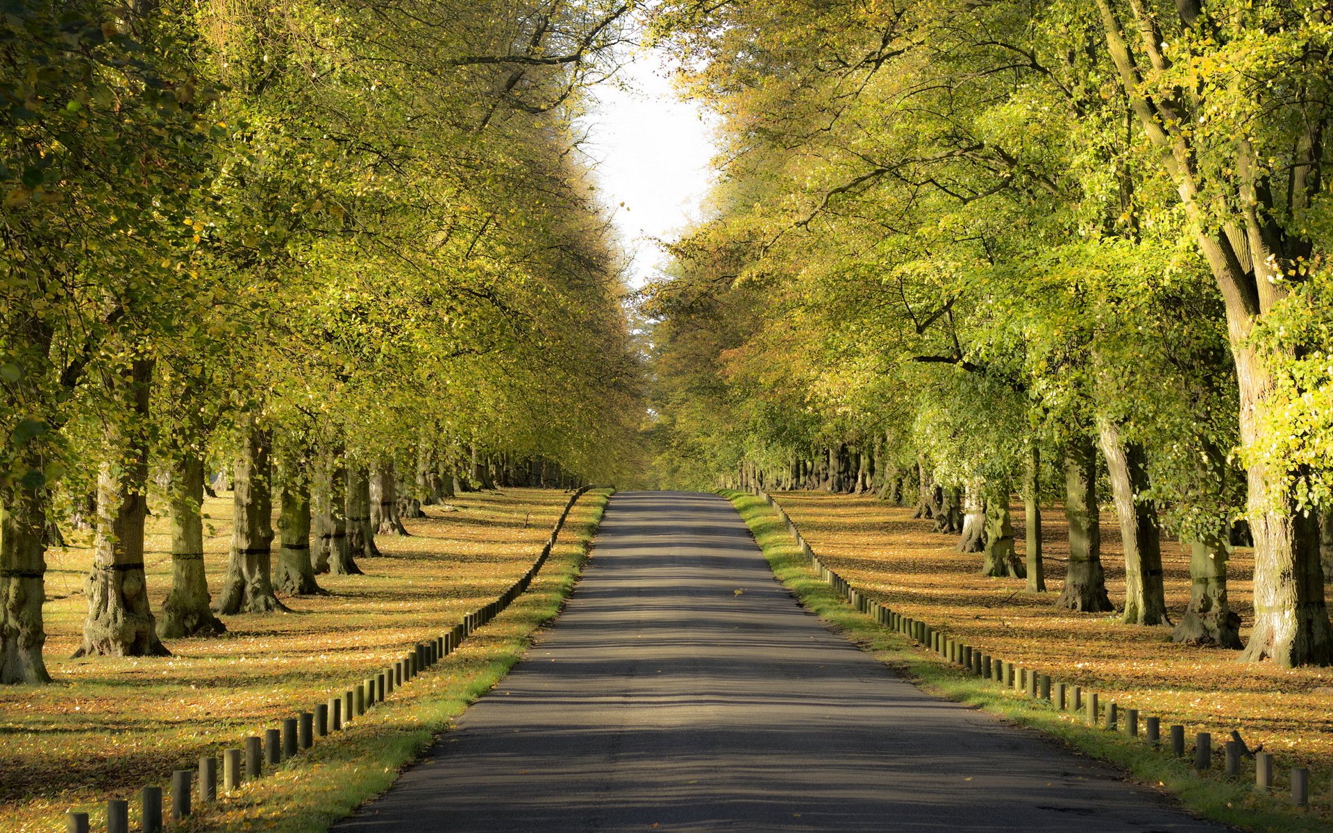 straße bäume landschaft