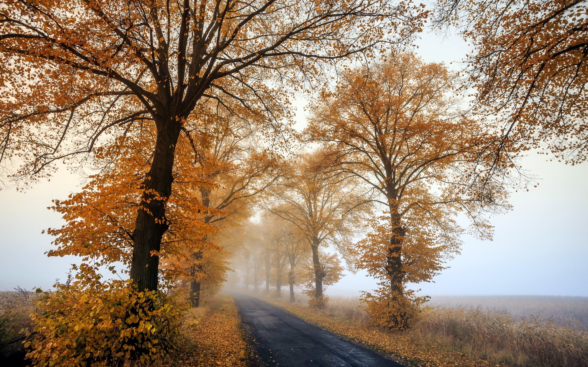 autumn foggy morning