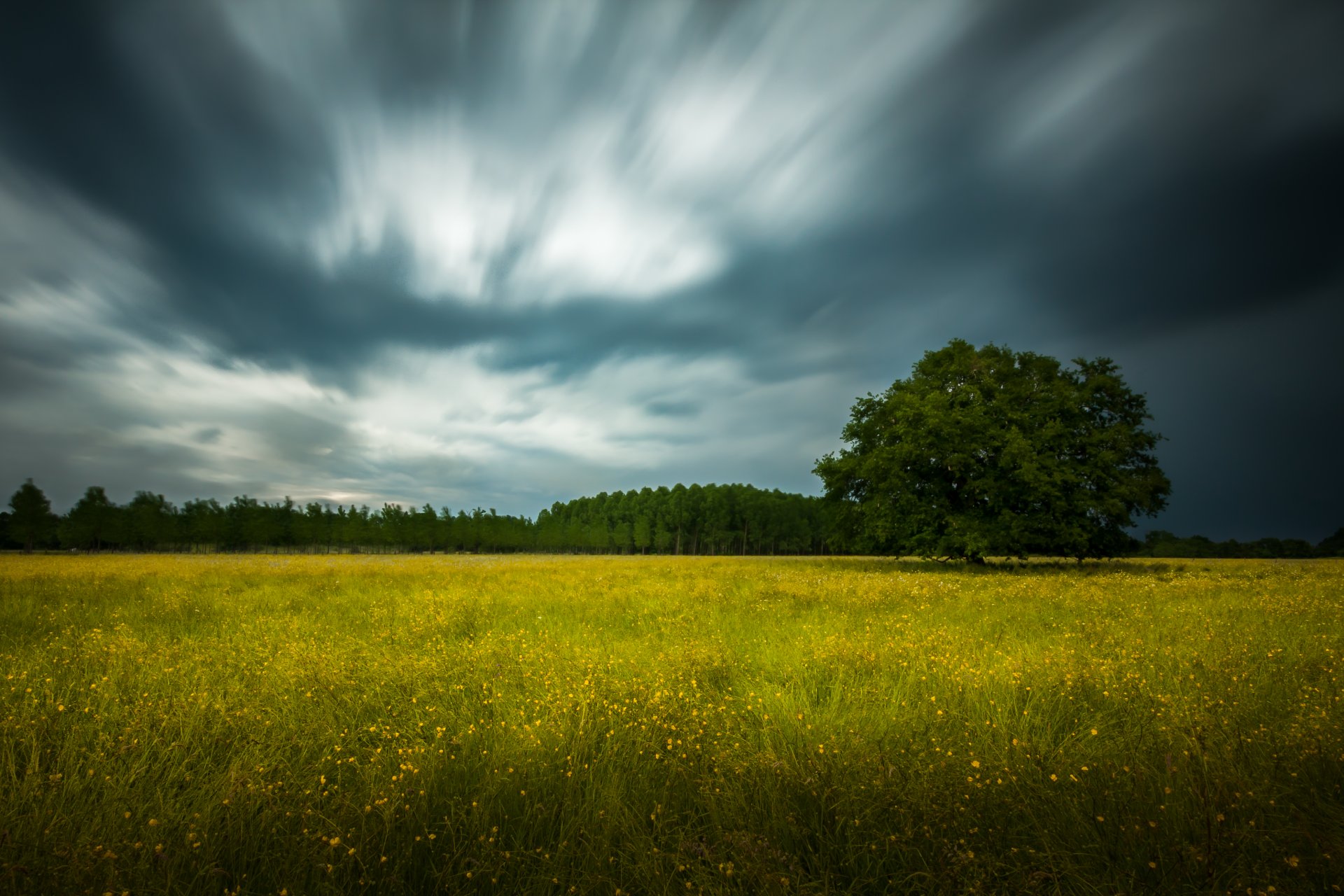 field of flowers tree forest clouds storm