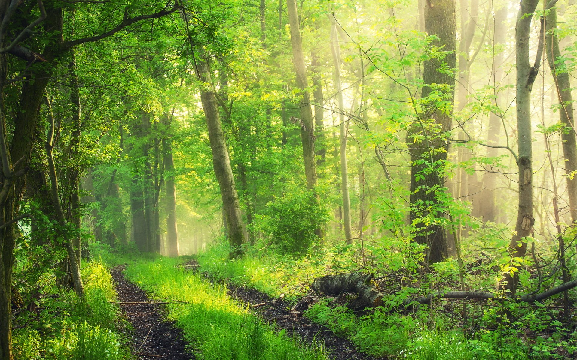 forest nature road landscape