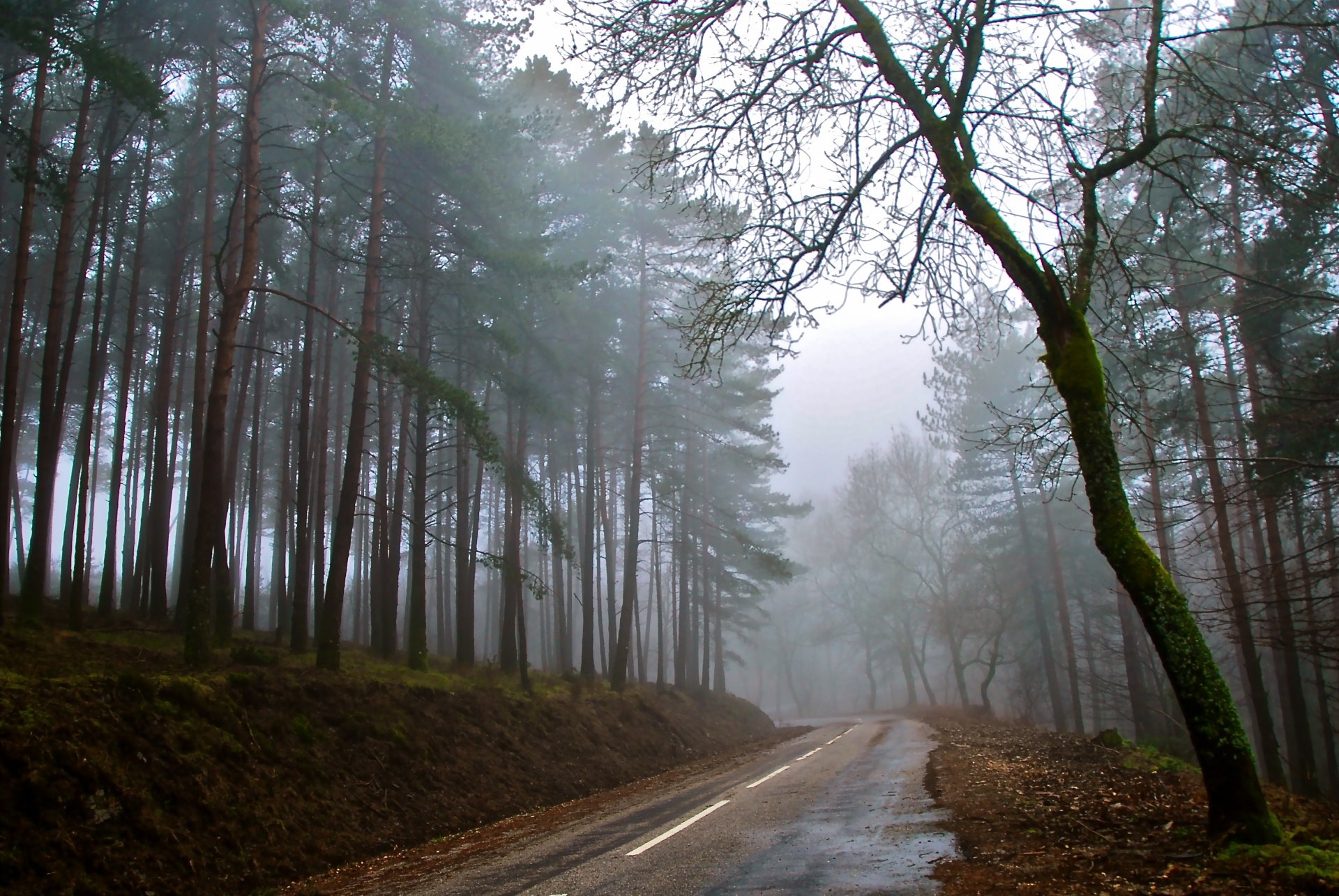 autumn road forest fog