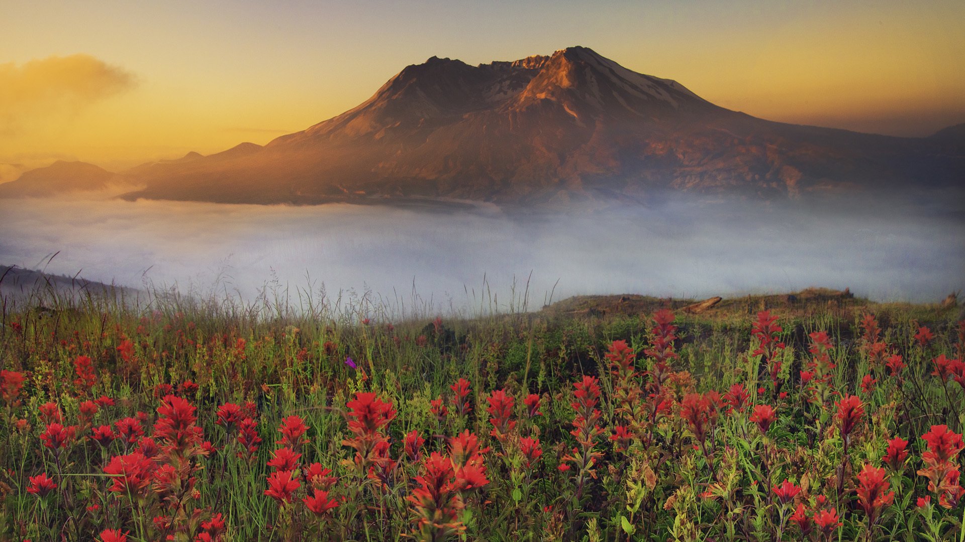 flower mountain sunset fog haze