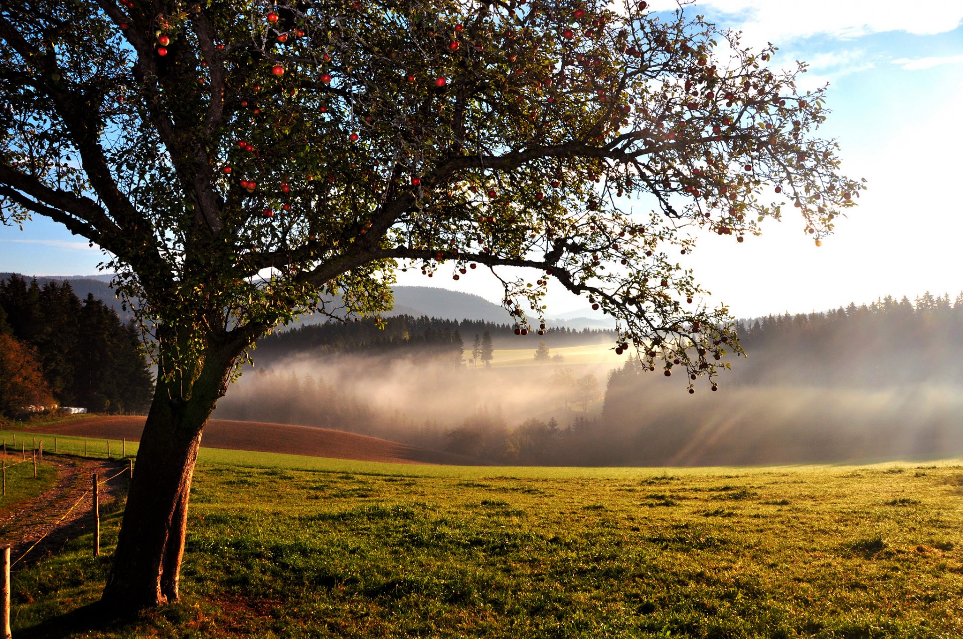 collines forêt arbre pommier fin d été