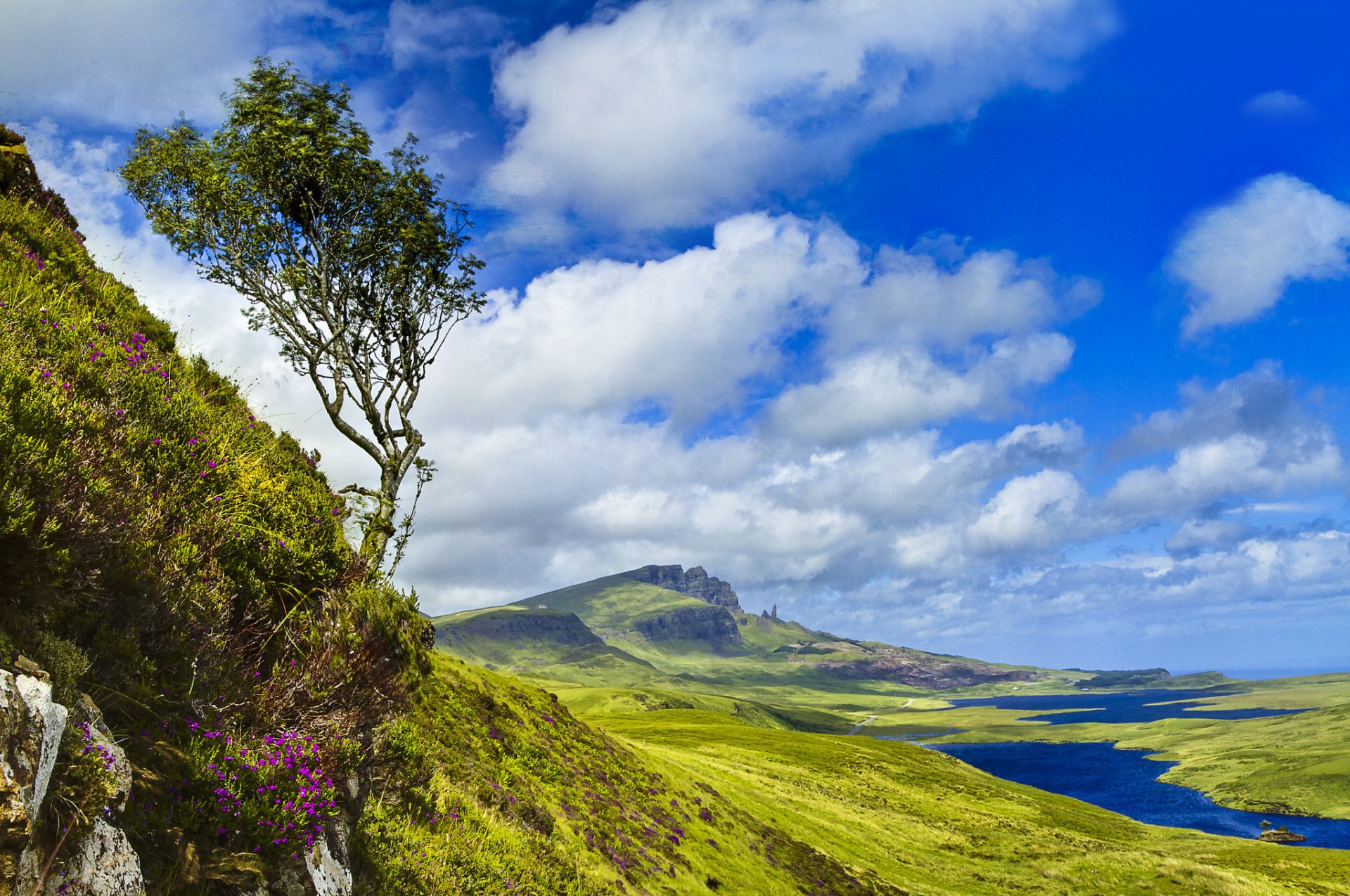 mountain lake slope tree