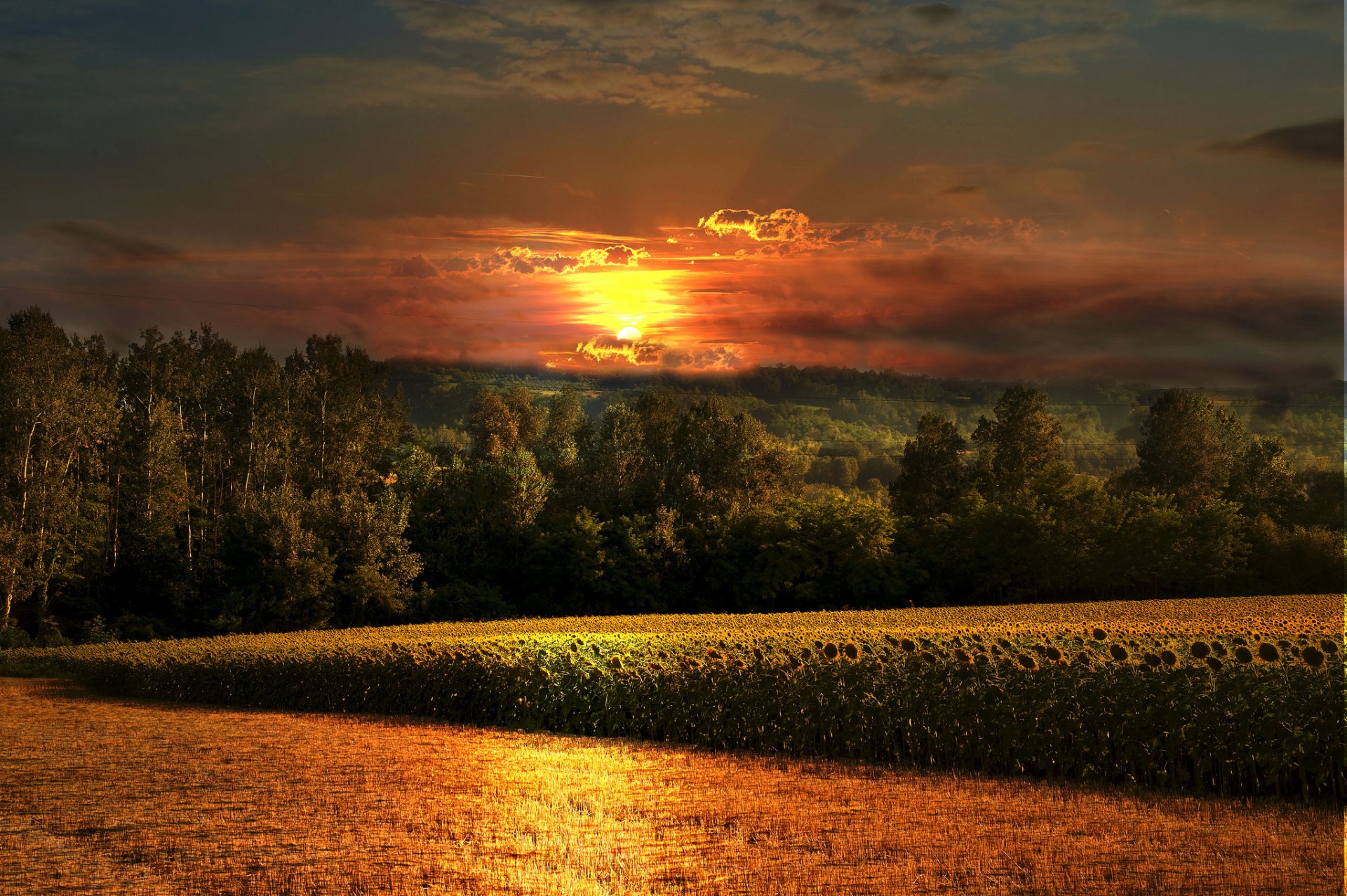 forest the field sunflowers sunset