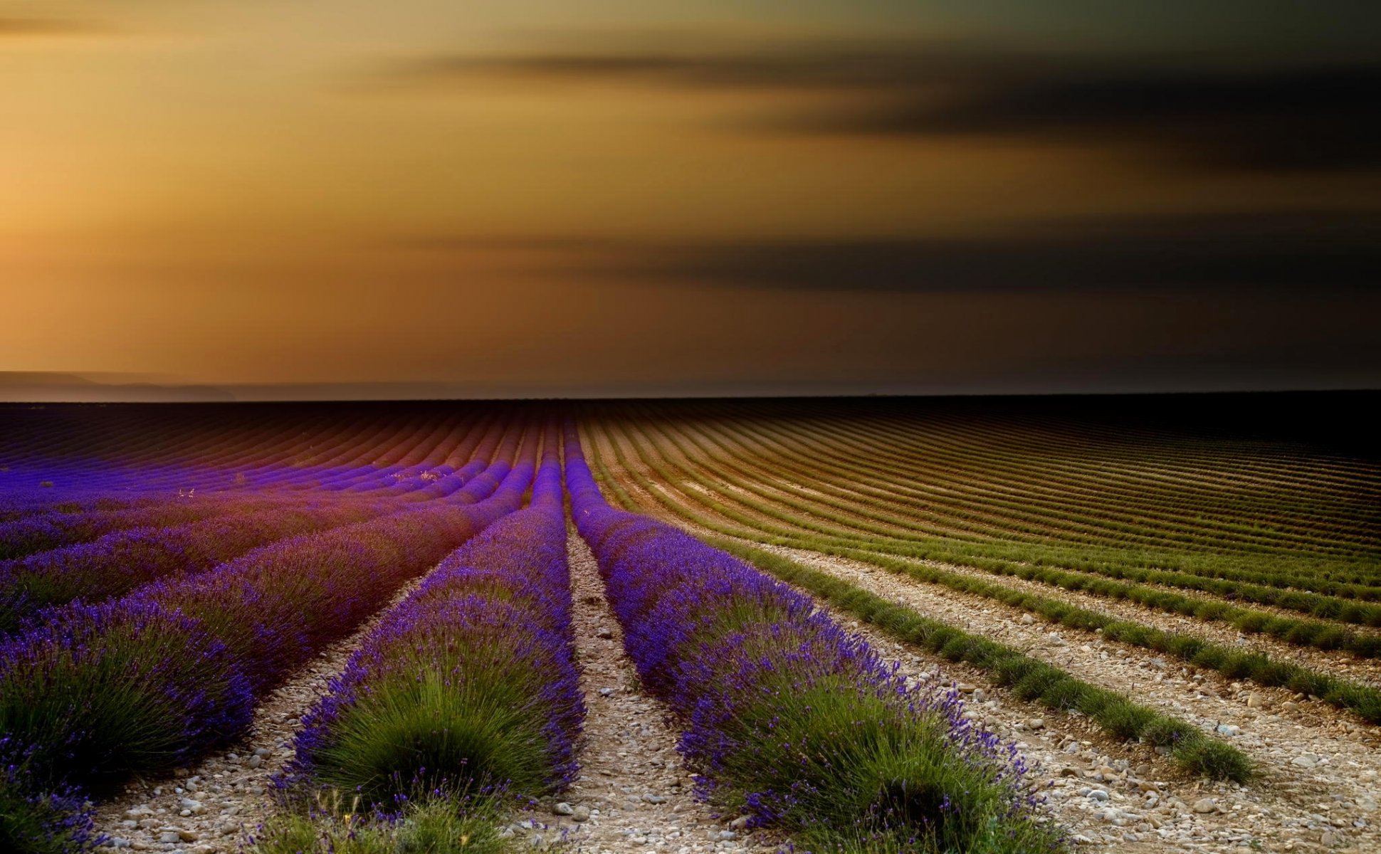 france provence lavande champ fleurs coucher de soleil ciel nature