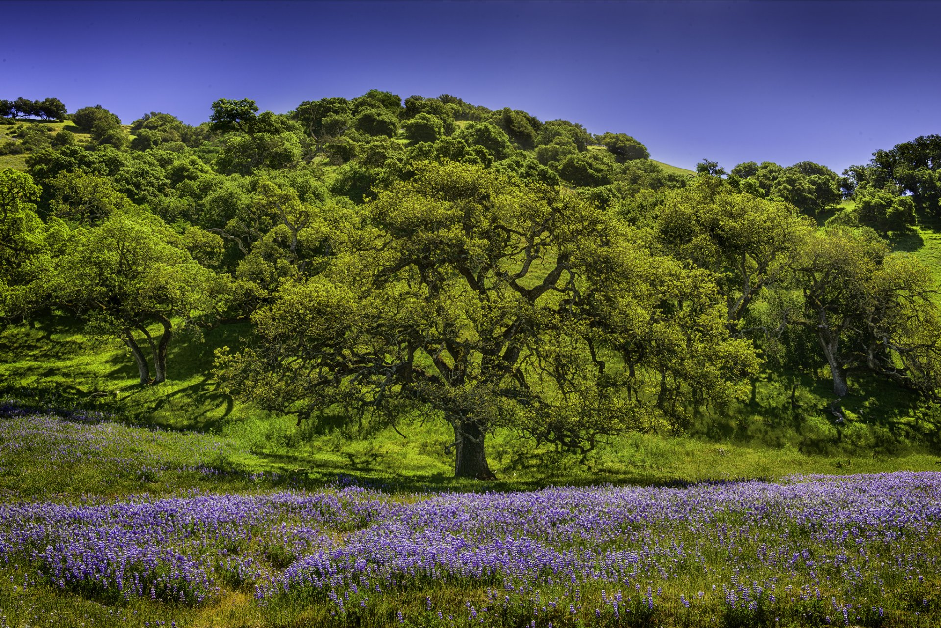 bäume wiese blumen lupinen