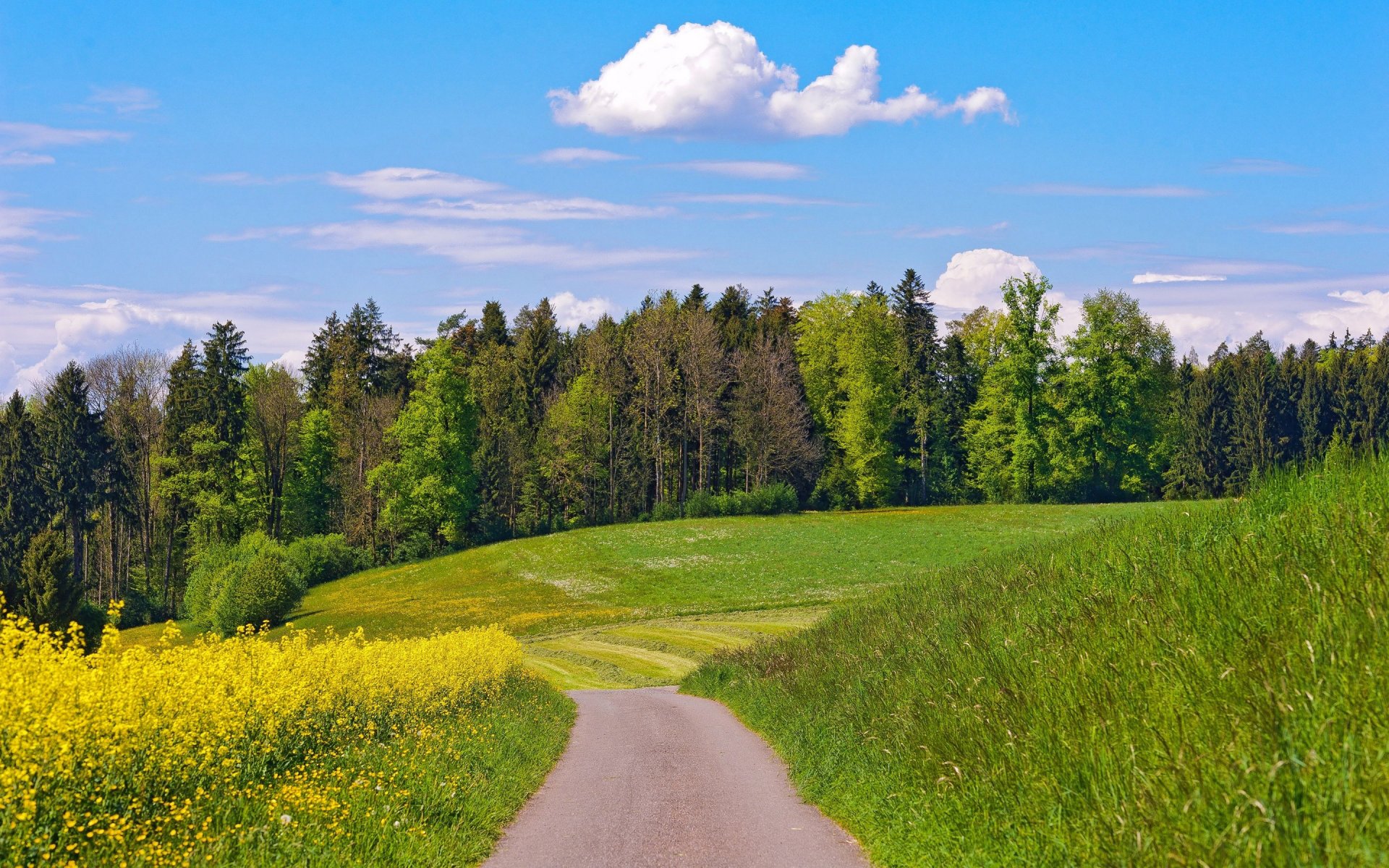 ciel nuages été forêt route collines champ fleurs arbres