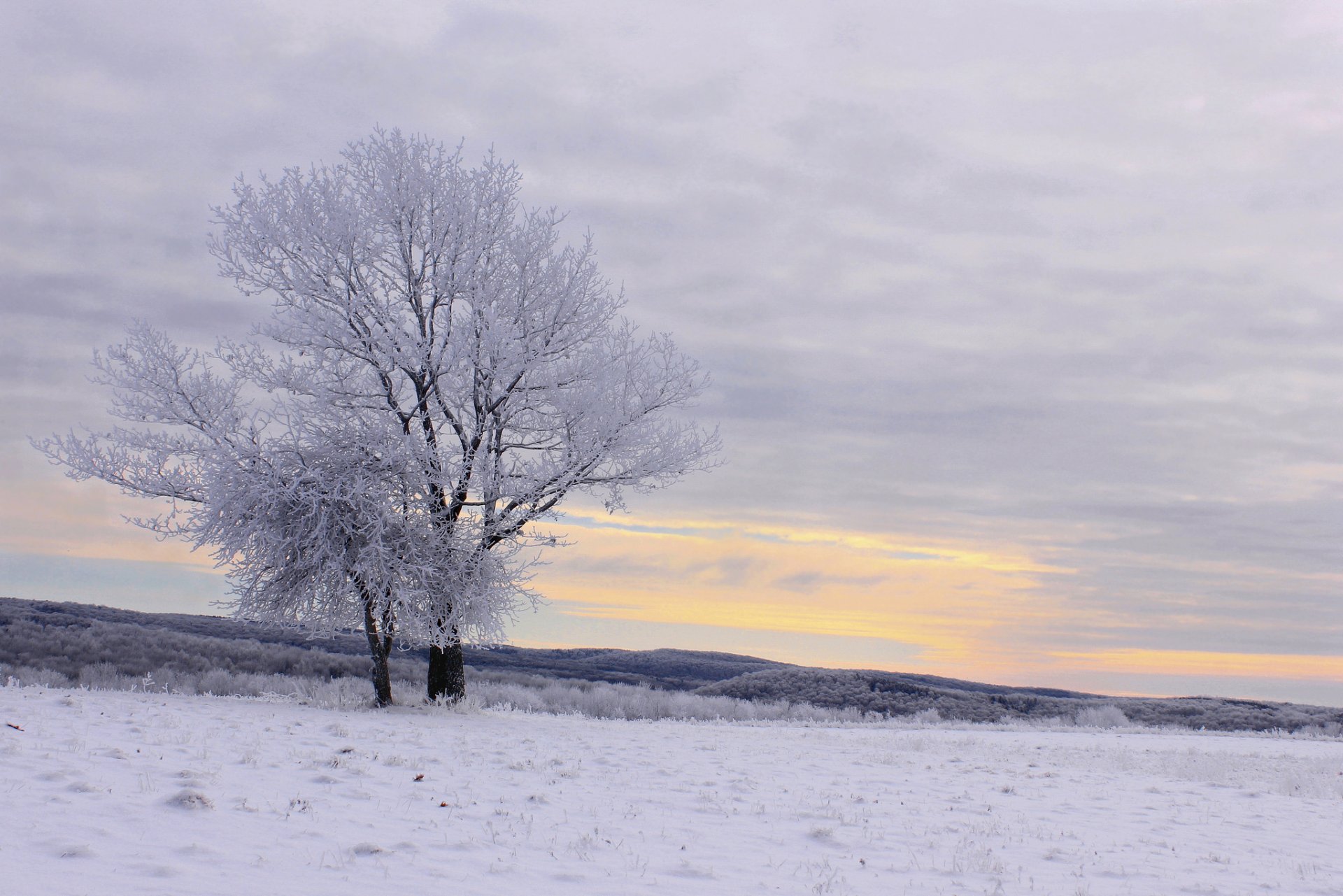 wzgórza las zima śnieg drzewa szron