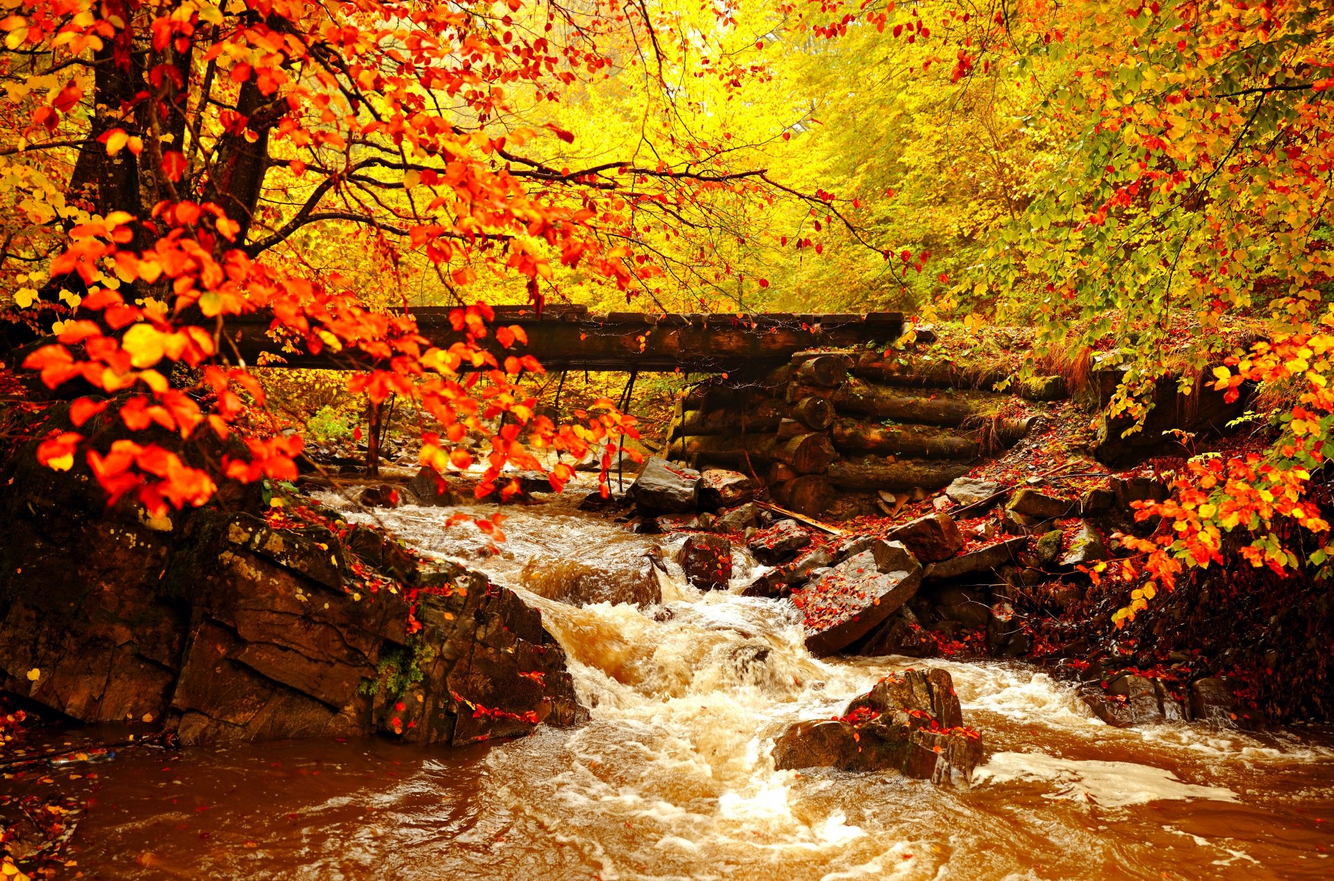 landscape autumn gold leaves tree river bridge forest