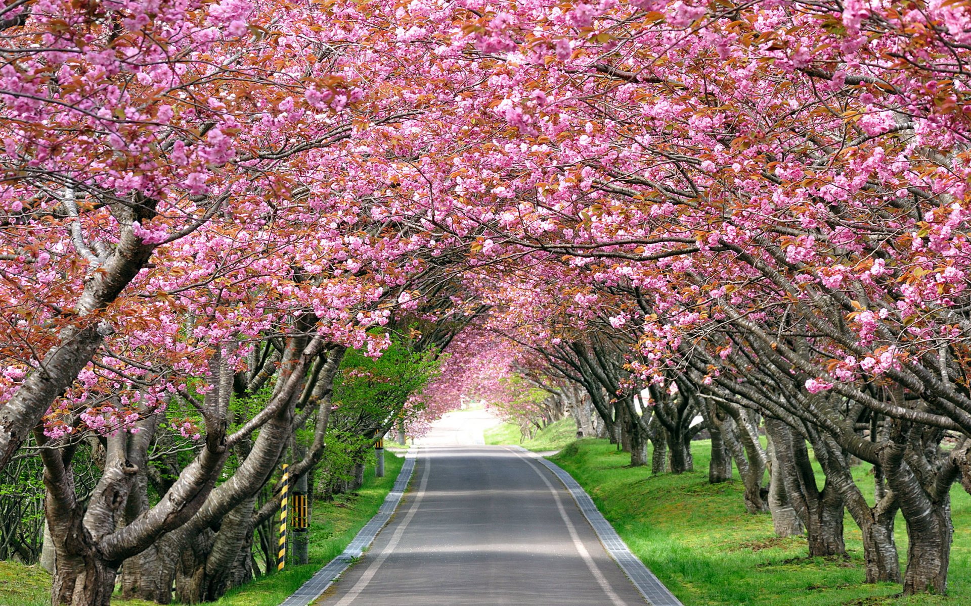 landscape road track alley flower sakura cherry image has tonic impact removes fatigue wallpaper