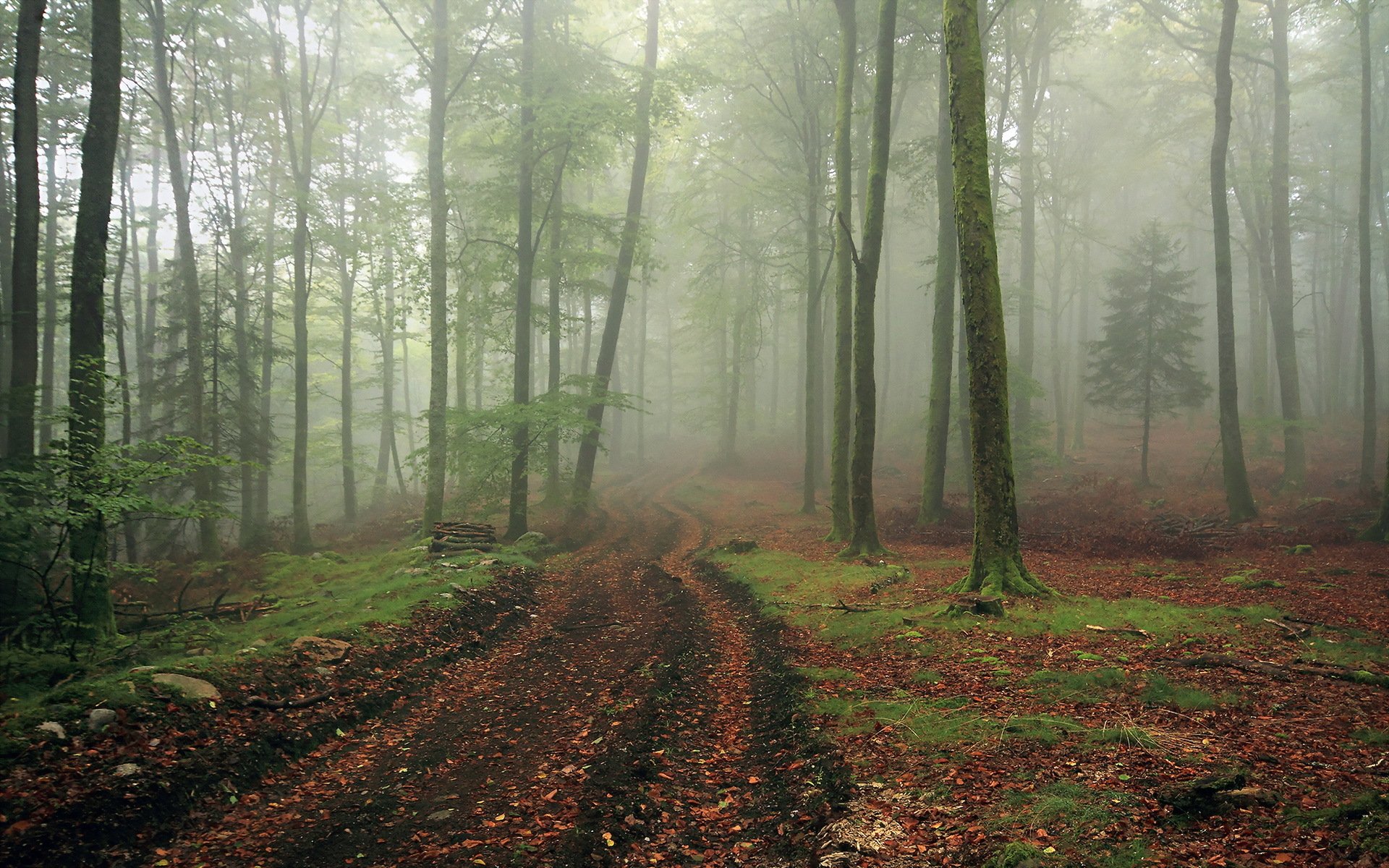 wald nebel straße landschaft