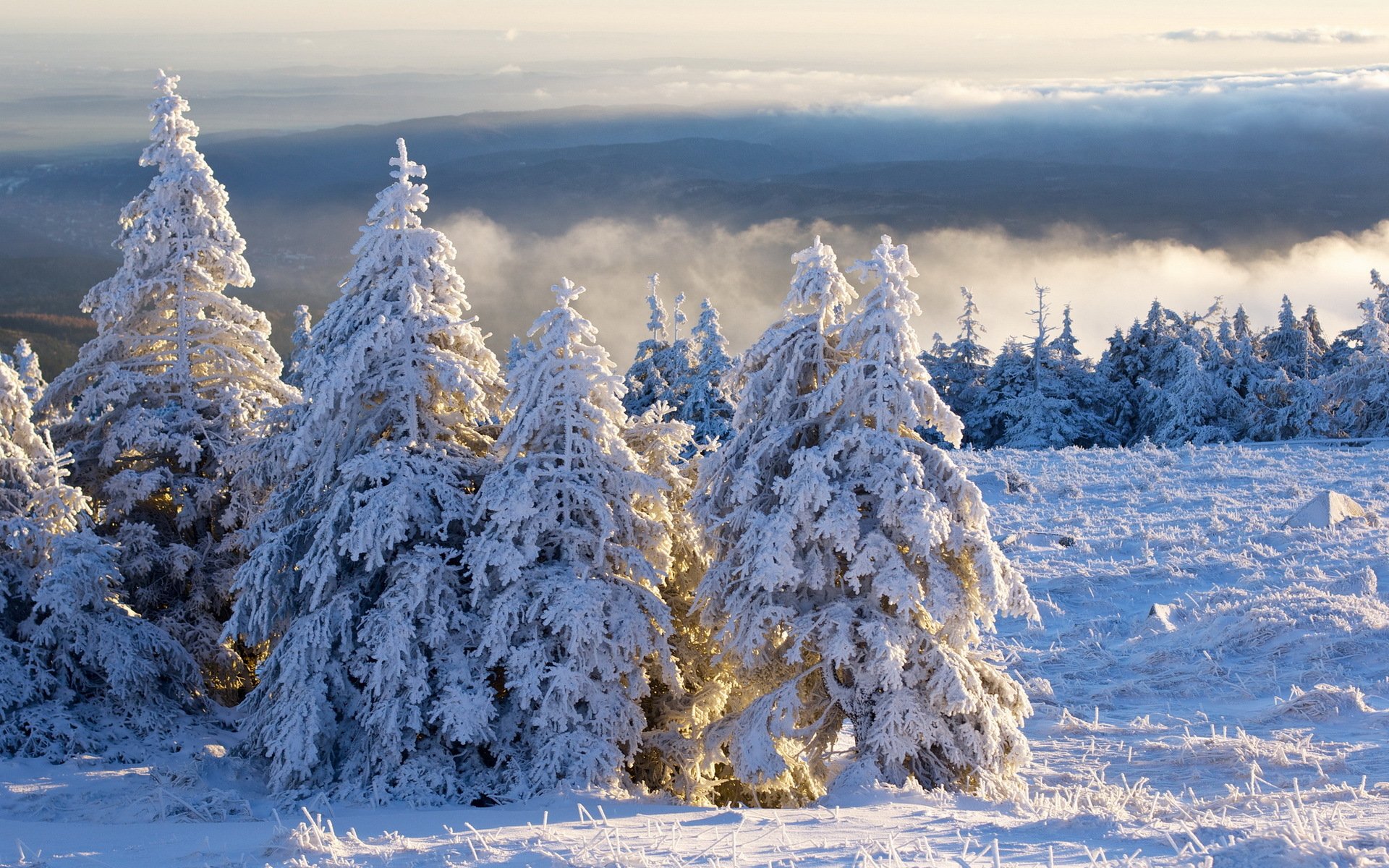 brocken schnee tanne invierno wolken morgen