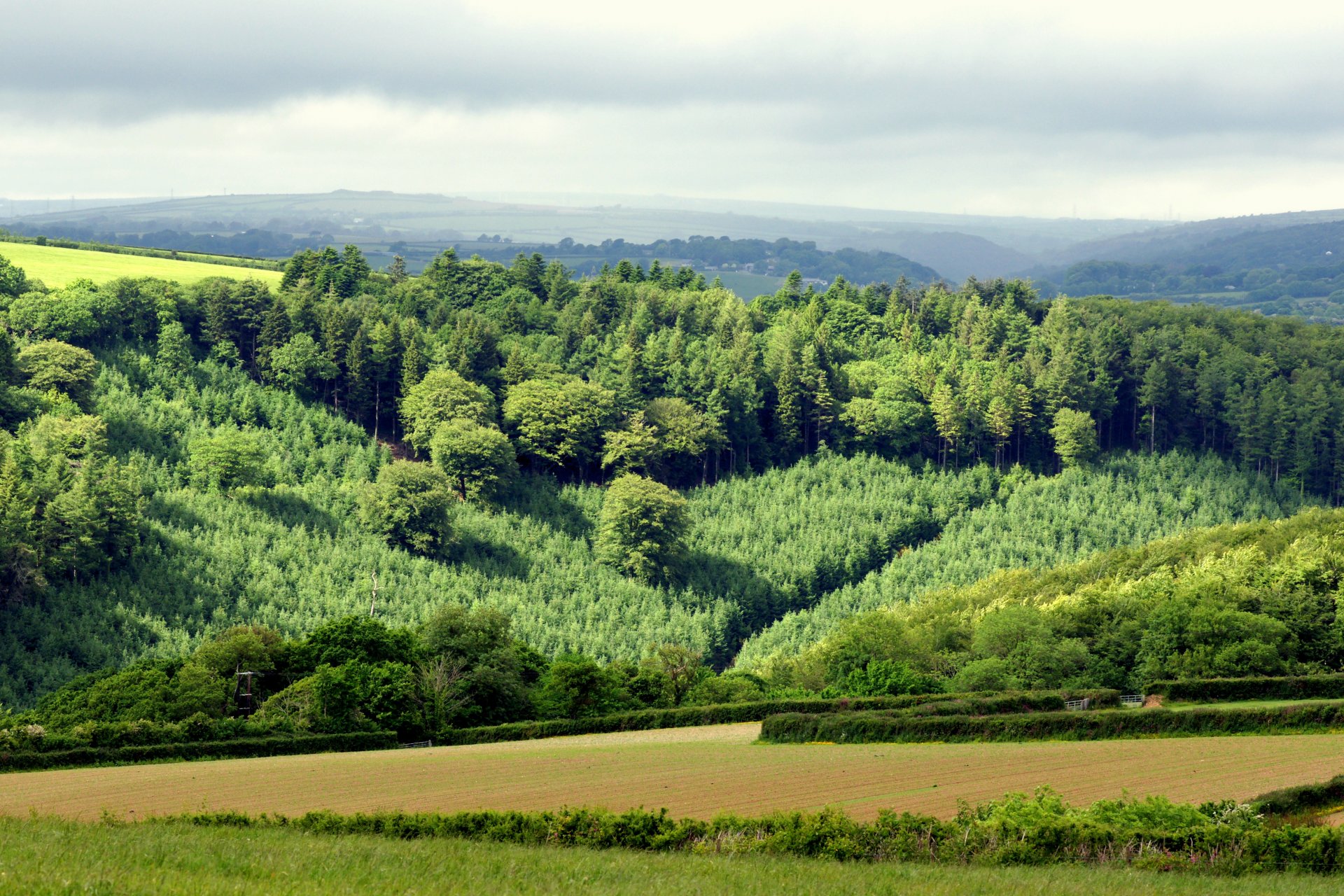 campo erba colline foresta alberi cielo orizzonte