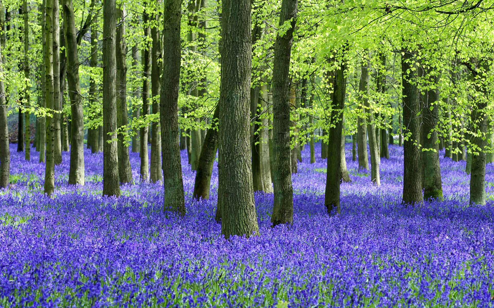 wald sommer bäume stämme blumen