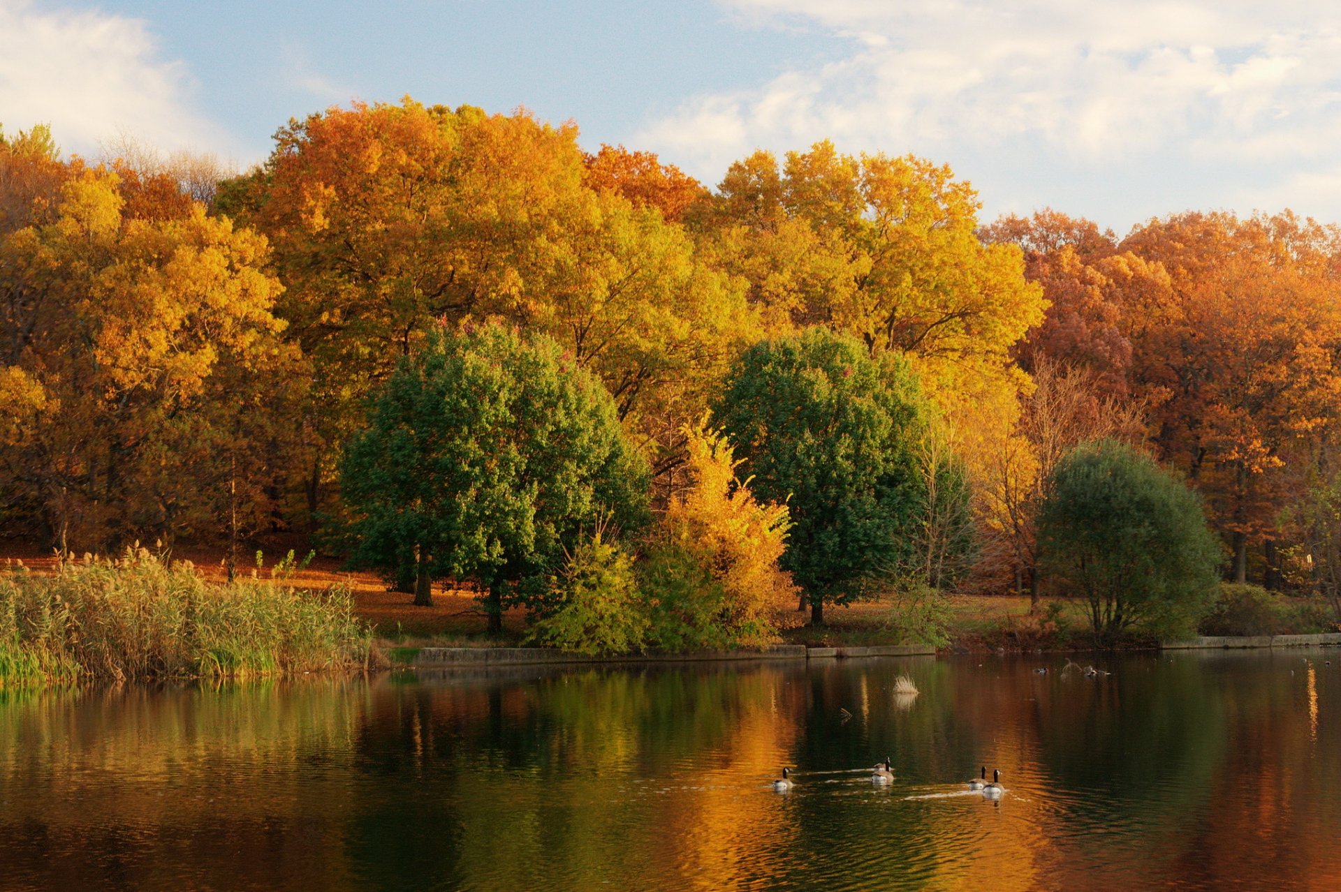 autunno lago riva alberi natura foto