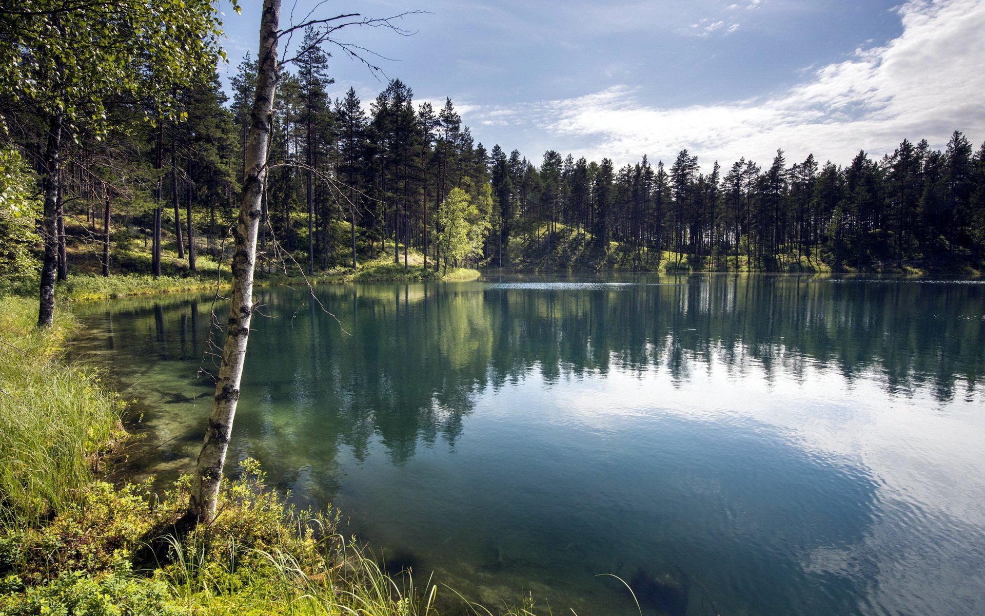 forest lake summer landscape