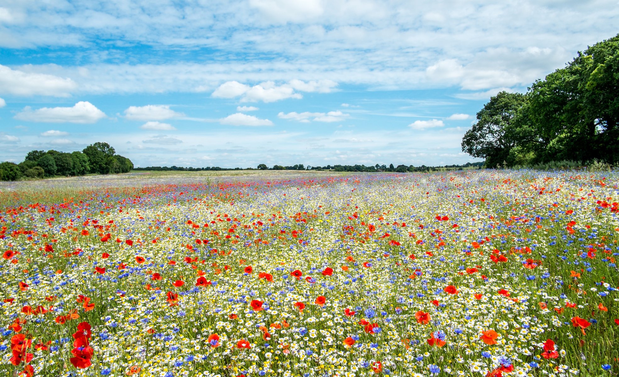 prairie fleurs été étendue