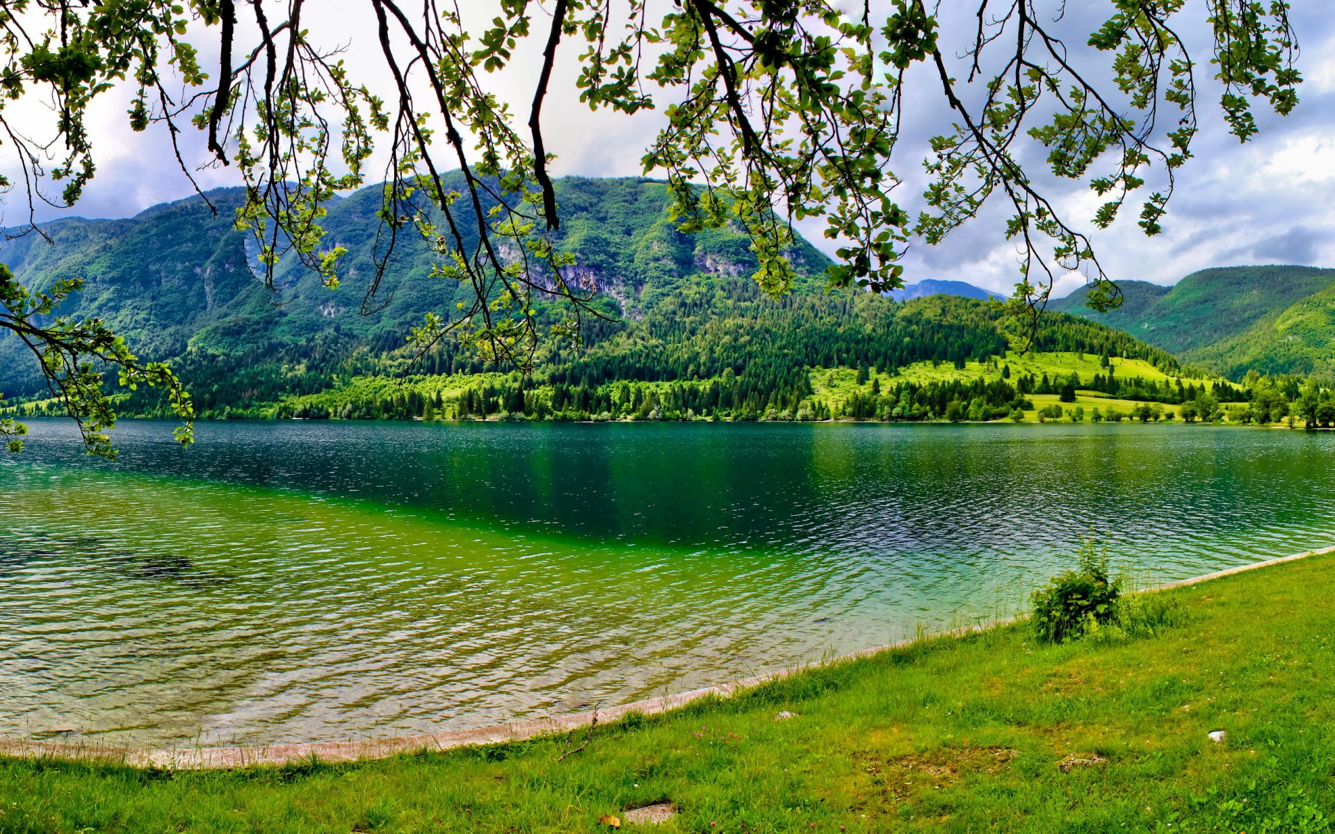 lovenia bohinj lake summer green mountain tree