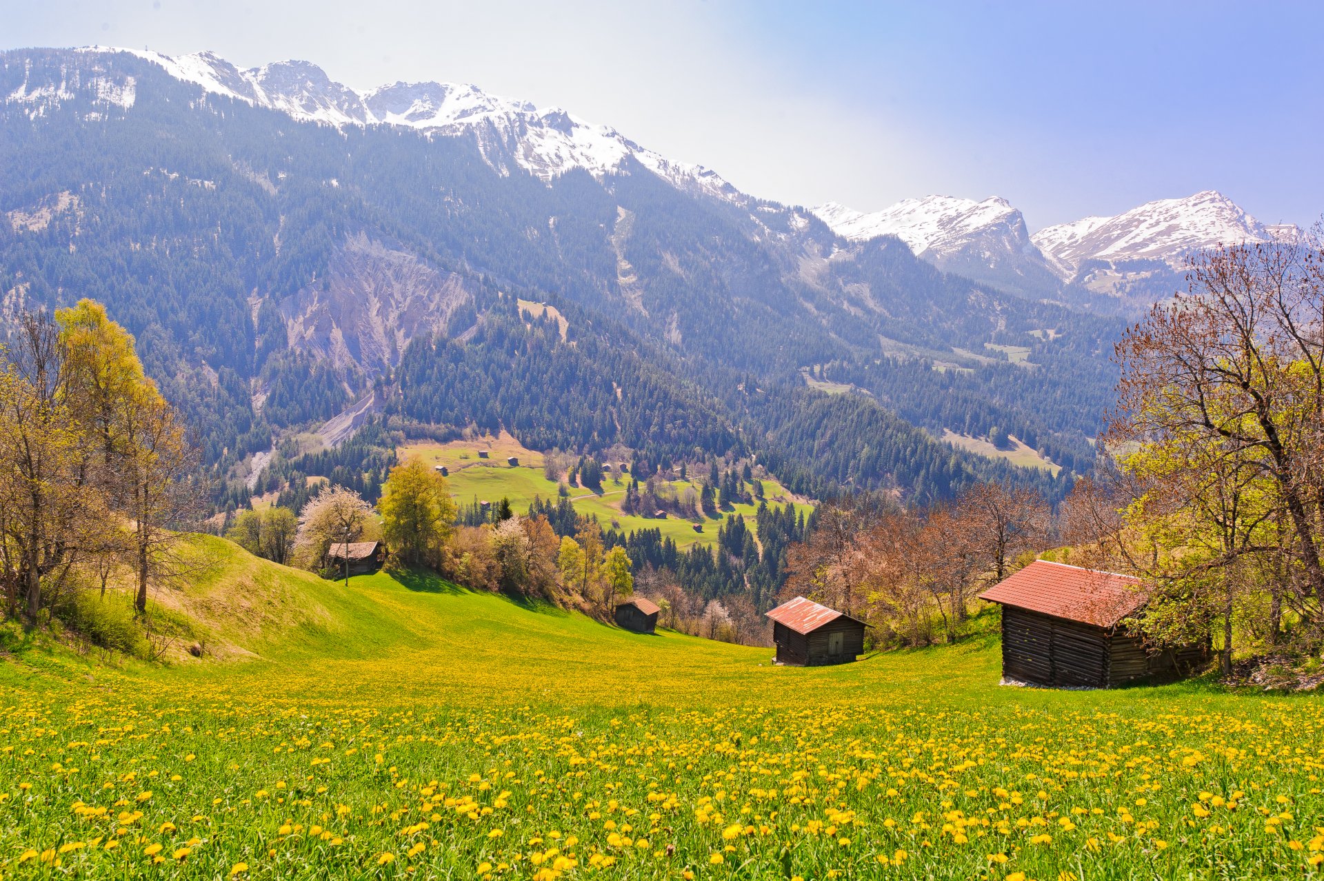 suisse champ arbres montagnes pente village