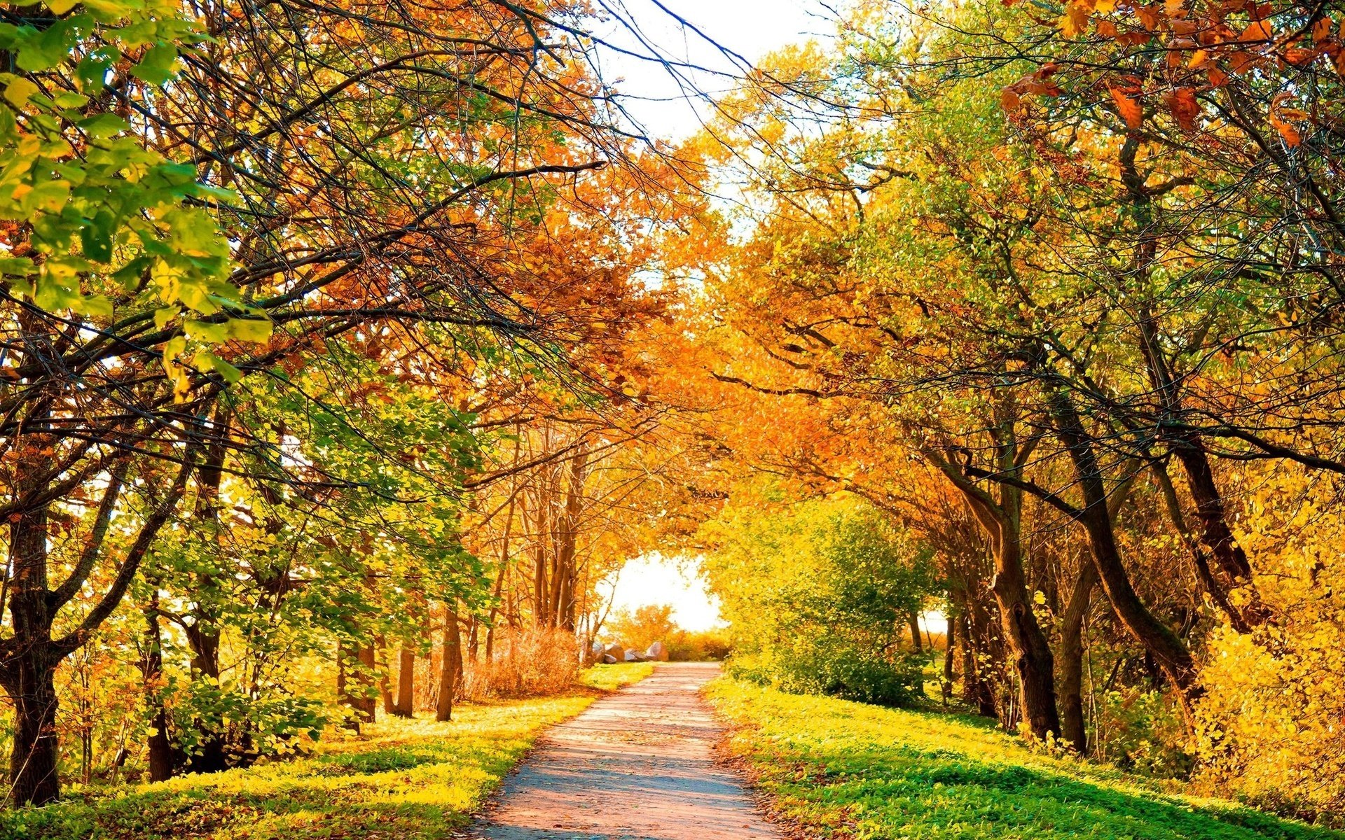 luminoso autunno alea vernice autunno autunno oro