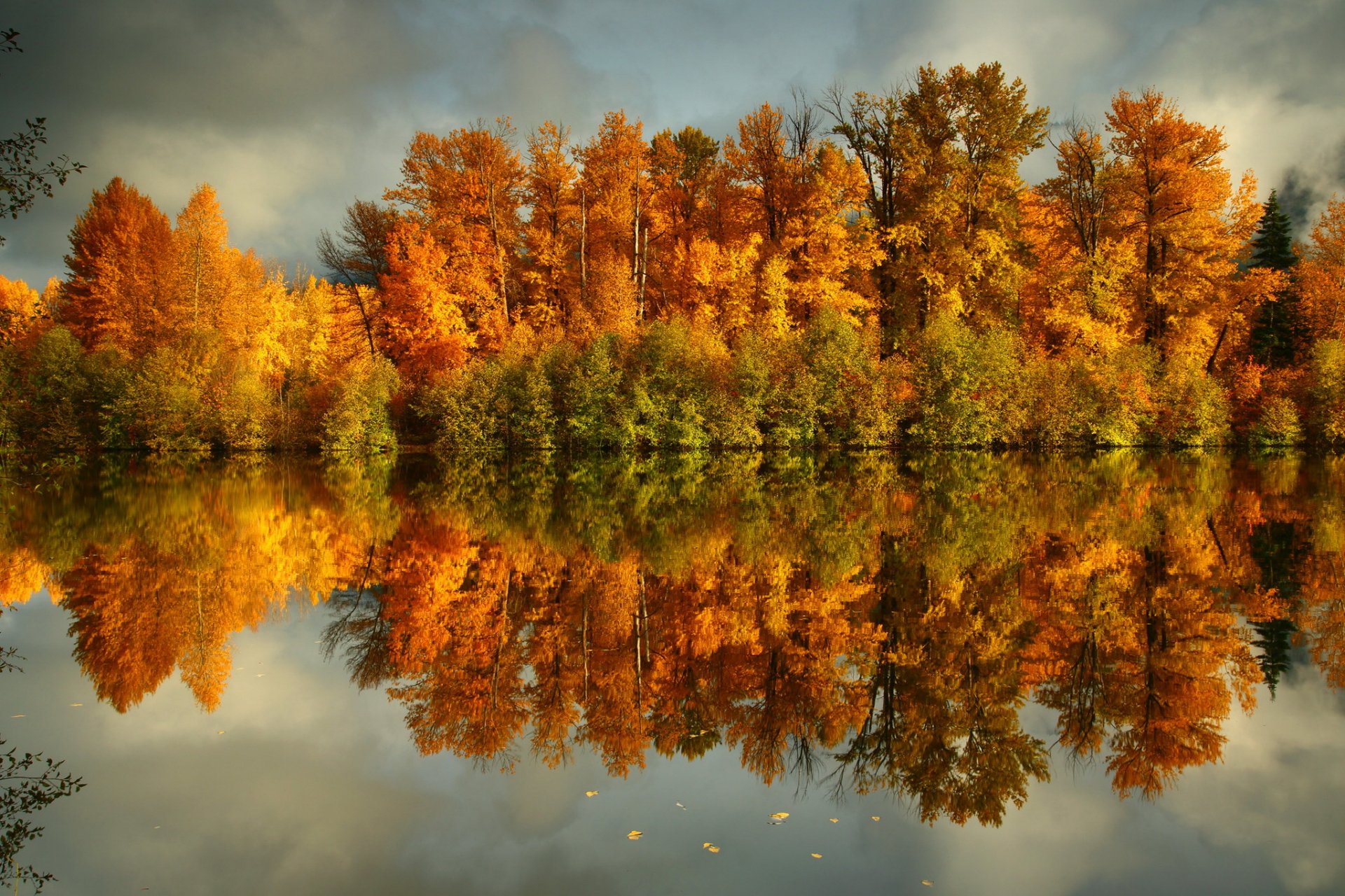 autumn water coast forest tree yellow nature photo