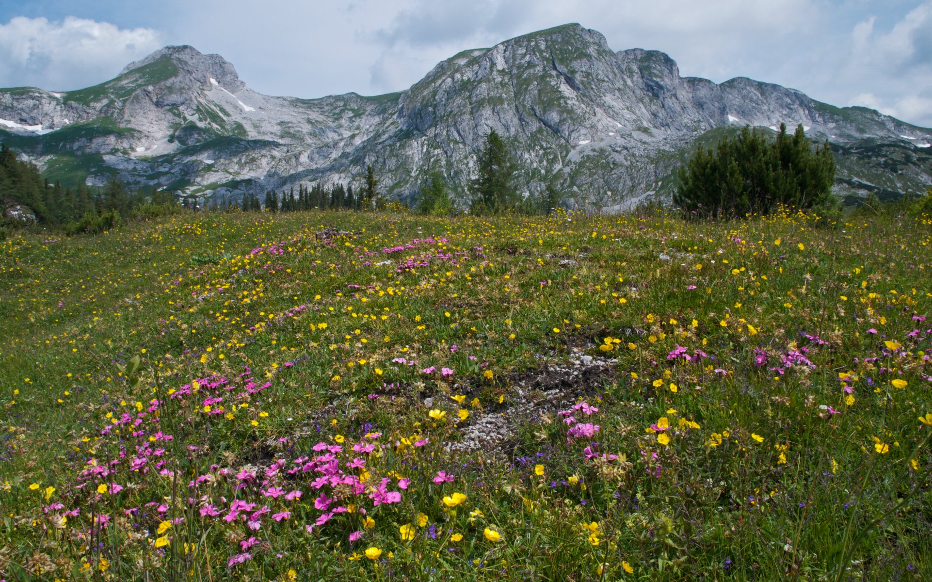 austria montagne alpi estate fiori erba alberi