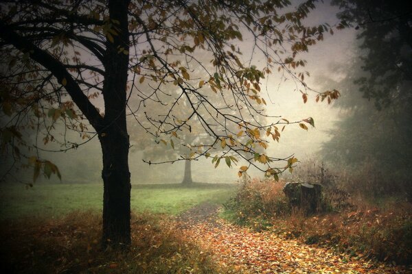 Foggy morning in the park