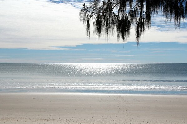 sonniger Tag. Strand mit Palme