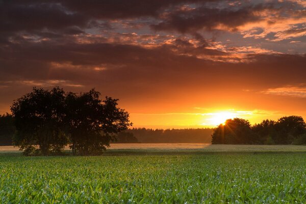 Paysage d été avec le soleil couchant