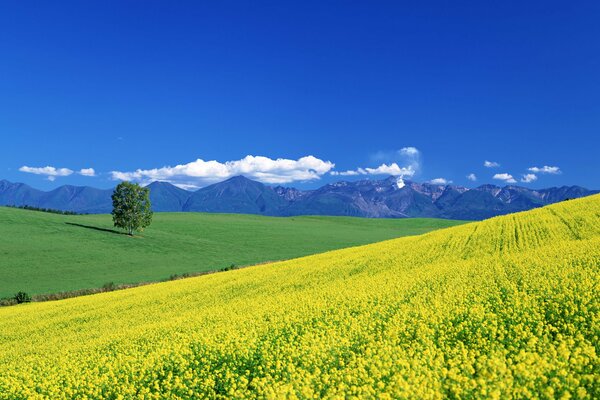 Sommerfeld mit Blumen