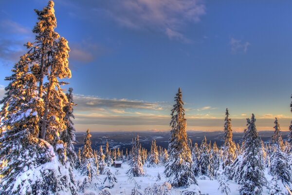 Abetos cubiertos de nieve en el bosque de invierno