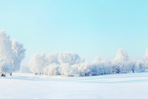 Schöne Winterwald-Landschaft