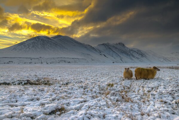 Mountain goats on snowy mountains