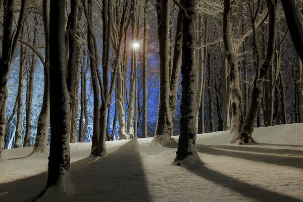 Paysage de nuit d hiver dans la forêt