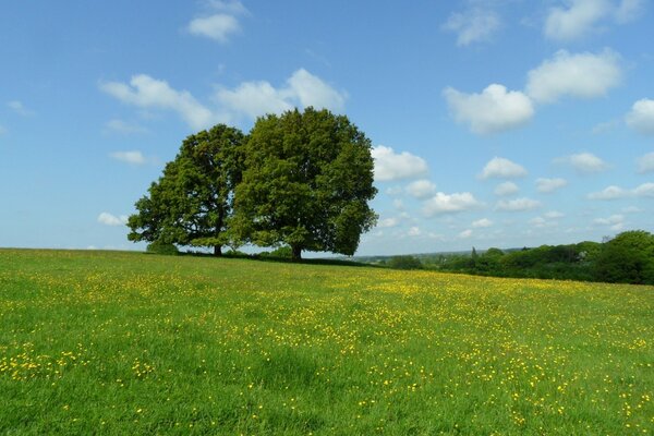 Two trees in a blooming meadow