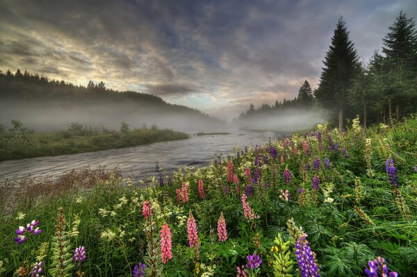 Río bosque de verano de Noruega