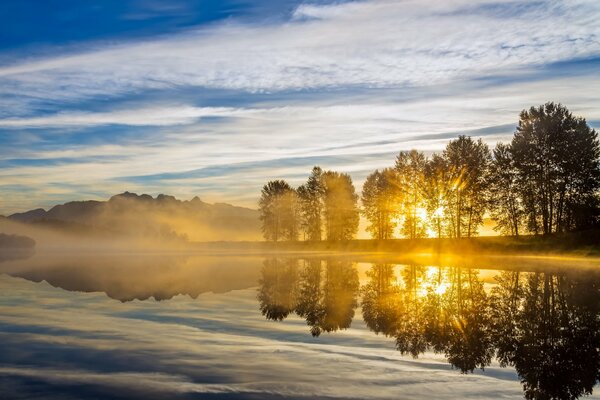 Dawn through the trees on the river