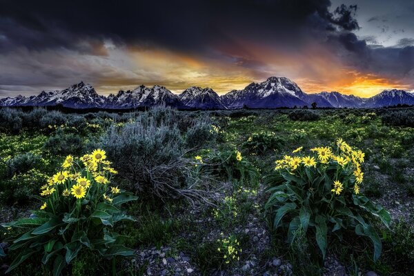 Fleurs sur les montagnes rocheuses