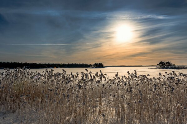 Trockenes Schilf am Wintersee