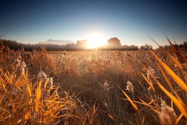 Sunrise in the forest