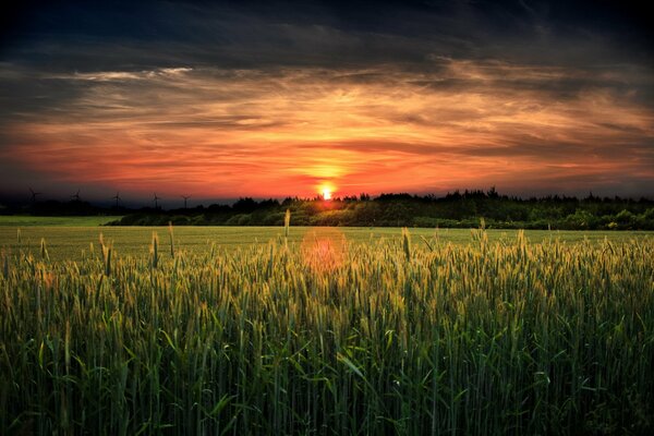 Heller Sonnenuntergang über dem grünen Feld