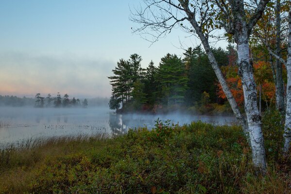 Bouleaux sur la rive de la rivière dans le brouillard