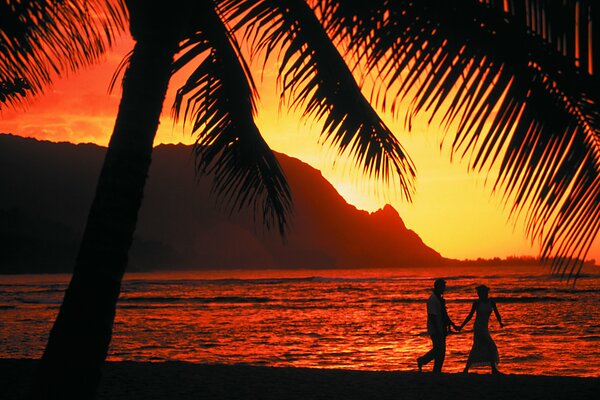 Atardecer bajo las palmeras