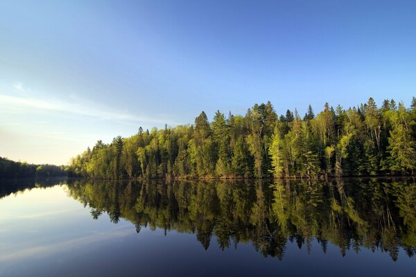 Waldlandschaft entlang des Flusses