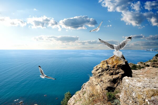 White gulls soar skyward