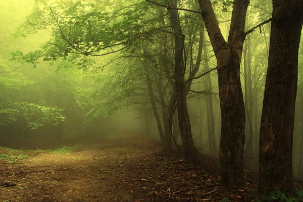 Brouillard dans la forêt du matin